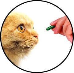 Comment donner un médicament à un chat