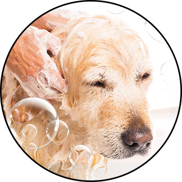 Comment laver et brosser son chien avec un shampoing et une brosse