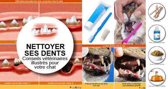 Comment Nettoyer Les Dents D Un Chat Conseil Veto En Photos Catedog