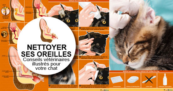Comment nettoyer les oreilles d'un chat - Conseil véto en photos - Catedog