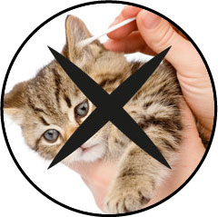 Comment nettoyer les oreilles d'un chat sans coton-tige