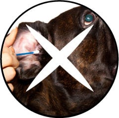 Comment nettoyer les oreilles d'un chien