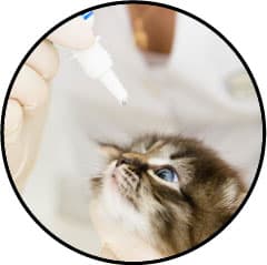 Comment nettoyer les yeux d'un chat