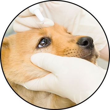 Comment nettoyer les yeux d'un chien avec des sérums physiologique