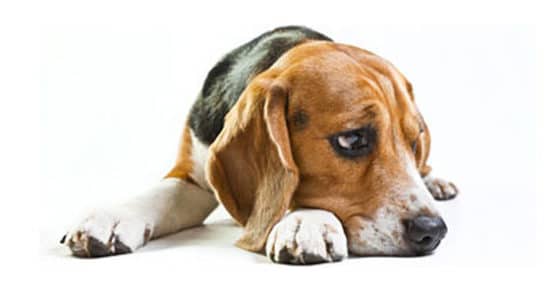 Dépression canine - comment reconnaître et traiter ?