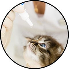 Conjonctivite du chat en photo et traitement