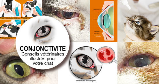 Conjonctivite Du Chat Symptome Traitement Conseil Veto Illustre Catedog