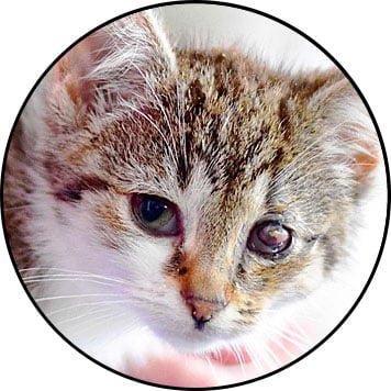 Coryza chez le chat avec conjonctivite aux yeux, rhume et nez qui coule