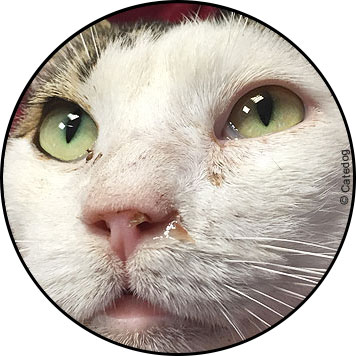 Coryza chez le chat avec conjonctivite aux yeux, rhume et nez qui coule