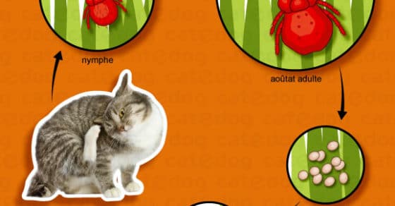 Aoûtats chez le chat – Conseils vétérinaires illustrés – Catedog