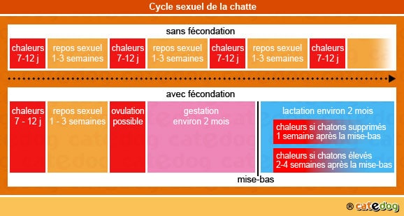 cycle_sexuel_chatte