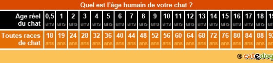 Calculer L Age Du Chat Conseil Veto Illustre Catedog