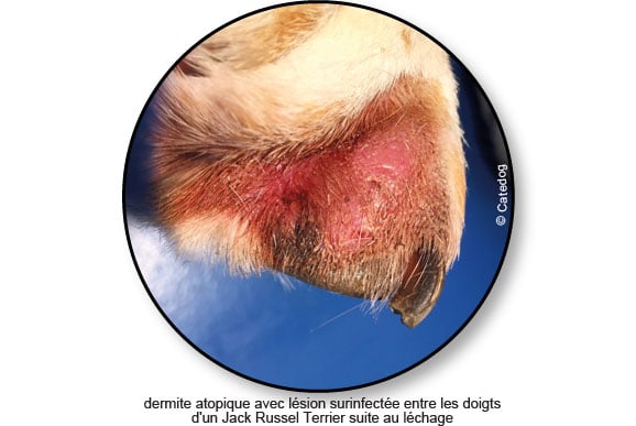 dermite-atopique-maladie-peau-lechage-chien
