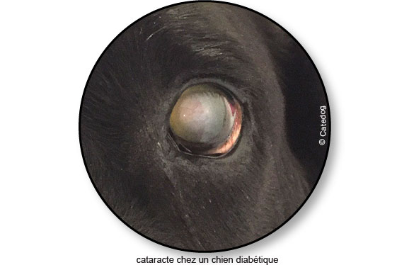 diabete-chien-diabetique-oeil-cristallin-cataracte