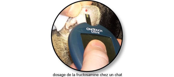Diabete Du Chat Symptome Traitement Conseil Veto Illustre Catedog