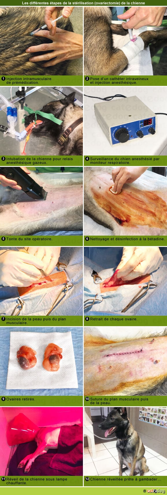 etapes-deroulement-chirurgie-sterilisation-ovariectomie-chienne