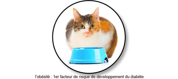 Diabete Du Chat Symptome Traitement Conseil Veto Illustre Catedog