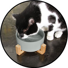Gamelle ou bol en céramique pour le chat