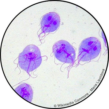 giardiose zoonose