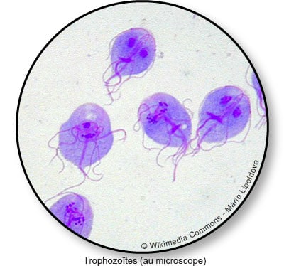 Les parasites chez l homme, Vacuna giardia humanos - Giardia parasite chien