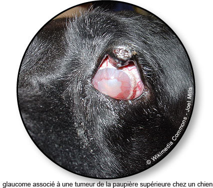 Glaucome et tumeur de l'œil chez un chien