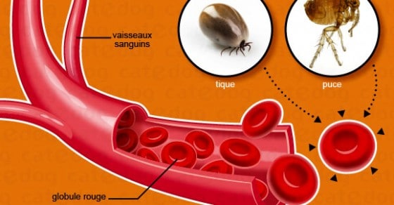 Mycoplasmose Du Chat Hemobartonellose Conseil Veto Illustre Catedog