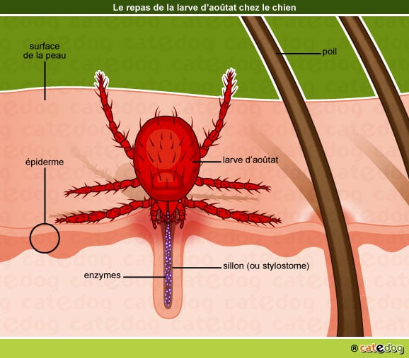 infection-larve-aoutat-stylostome-enzyme-chien