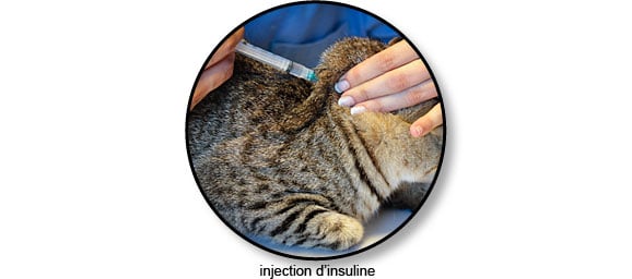 Diabete Du Chat Symptome Traitement Conseil Veto Illustre Catedog