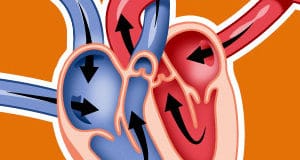 insuffisance-cardiaque-circulation-coeur-chat-catedog