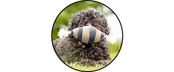 Jouet balle et corde à mastiquer pour le chien