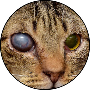 Kératite de l'oeil chez le chat