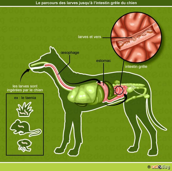 Vermifuger un chien ou un chiot - Conseil véto illustré - Catedog