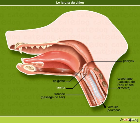 larynx-paralysie-laryngee-chien