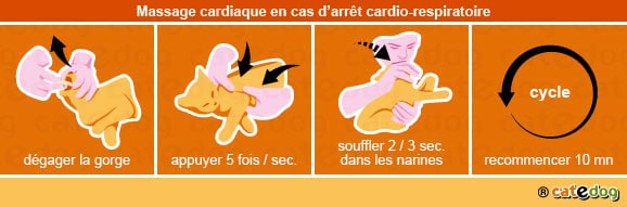 massage_cardiaque_arret_cardio-respiratoirer_chat