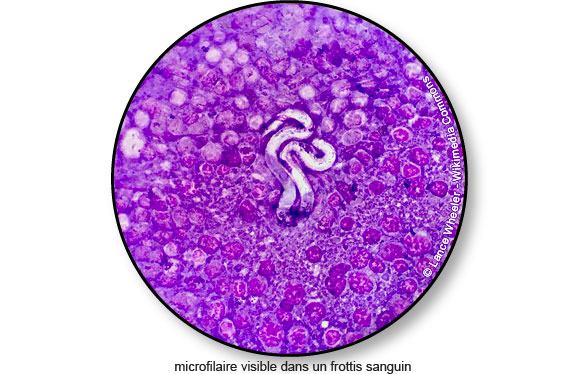 microfilaire-ver-larve-dirofilariose-chat-chien