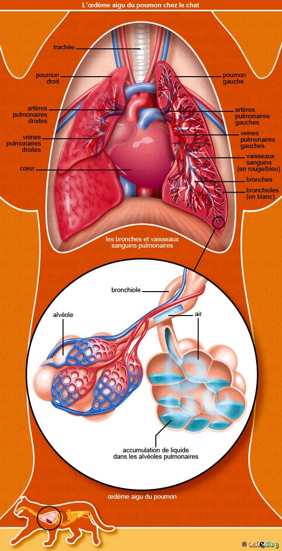 Oedème pulmonaire chez le chat - Conseils véto en photos - Catedog
