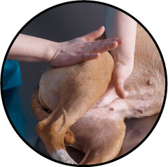 Ostéopathie chez un chien arthrosique