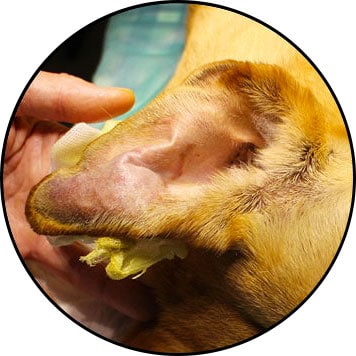 Othématome de l'oreille du chien avec oreille gonflée