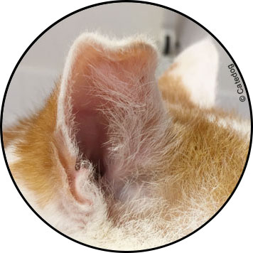 Othématome de l'oreille gonflée du chat
