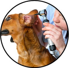 Otite externe chez le chien et examen à l'otoscope