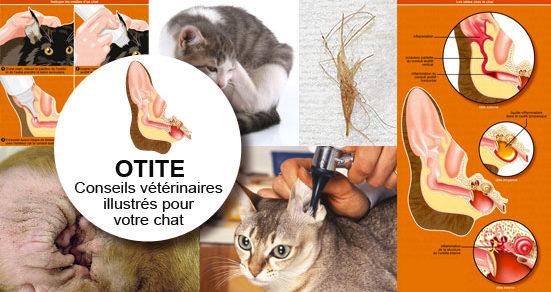 Otite Chez Le Chat Symptome Traitement Conseil Veto Illustre Catedog