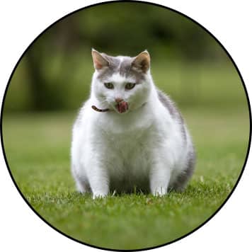 pancréatite du chat obèse