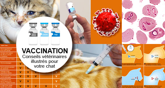 piqure-vaccin-vacciner-vaccination-chat-chaton
