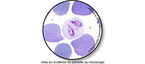 piroplasmose-microscope-tique-globule-sang