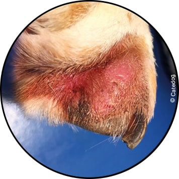 Plaie de léchage sur la patte ou dermatite chez le chien