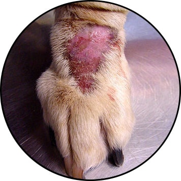 Plaie de léchage sur la patte ou dermatite chez le chien