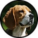 prix-chien-beagle