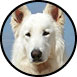 prix-chien-berger-blanc-suisse