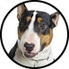 prix-chien-bull-terrier