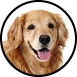 prix-chien-golden-retriever